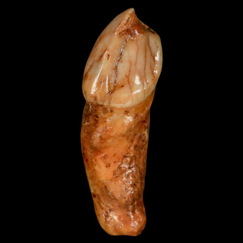 2.1" Extinct Cave Bear Ursus Spelaeus Incisor Tooth Rooted Pleistocene Age COA, Stand - Fossil Age Minerals