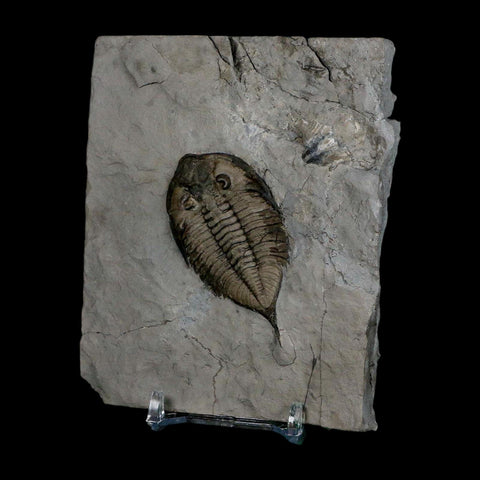 2.3" Dalmanites Limulurus Trilobite Fossil In Matrix Rochester Shale Middleport New York - Fossil Age Minerals