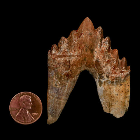 2.5" Basilosaurus Tooth Rooted Prehistoric Whale 34 Mil Yrs Old Late Eocene COA - Fossil Age Minerals