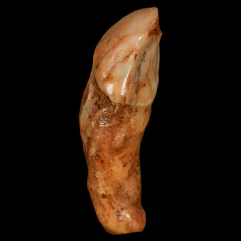 2.1" Extinct Cave Bear Ursus Spelaeus Incisor Tooth Rooted Pleistocene Age COA, Stand - Fossil Age Minerals