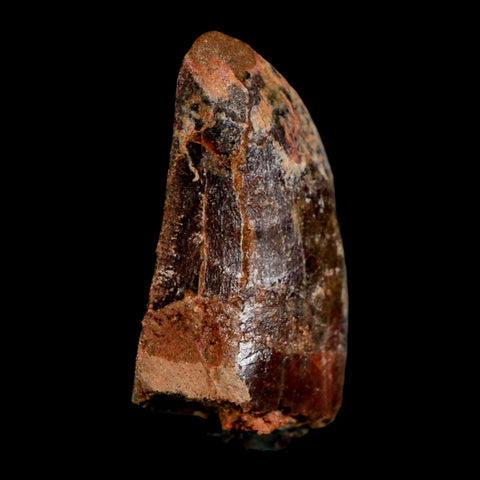 1.3" Carcharodontosaurus Fossil Tooth Cretaceous Dinosaur Morocco COA, Display - Fossil Age Minerals