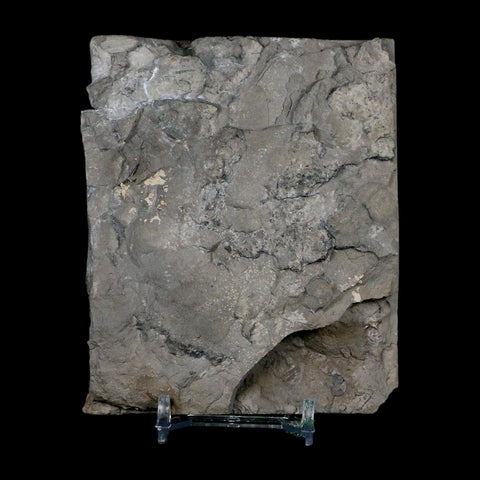 2.3" Dalmanites Limulurus Trilobite Fossil In Matrix Rochester Shale Middleport New York - Fossil Age Minerals