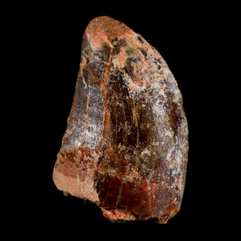 1.3" Carcharodontosaurus Fossil Tooth Cretaceous Dinosaur Morocco COA, Display - Fossil Age Minerals