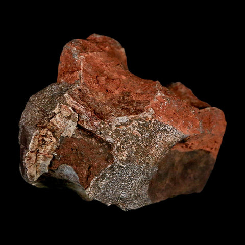 3" Phytosaur Fossil Vertebrae Triassic Age Archosaur Redonda FM NM COA