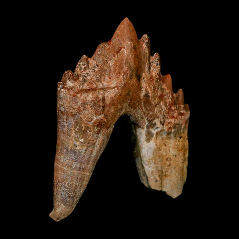 2.5" Basilosaurus Tooth Rooted Prehistoric Whale 34 Mil Yrs Old Late Eocene COA - Fossil Age Minerals