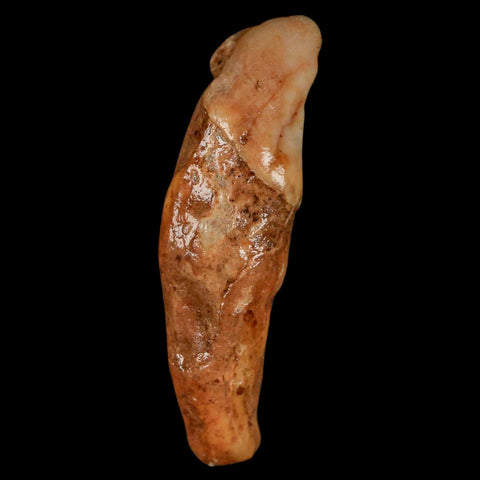 2.1" Extinct Cave Bear Ursus Spelaeus Incisor Tooth Rooted Pleistocene Age COA, Stand - Fossil Age Minerals