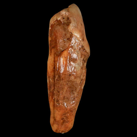 2.1" Extinct Cave Bear Ursus Spelaeus Incisor Tooth Rooted Pleistocene Age COA, Stand - Fossil Age Minerals