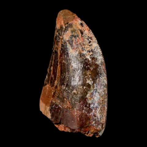 1.3" Carcharodontosaurus Fossil Tooth Cretaceous Dinosaur Morocco COA, Display - Fossil Age Minerals