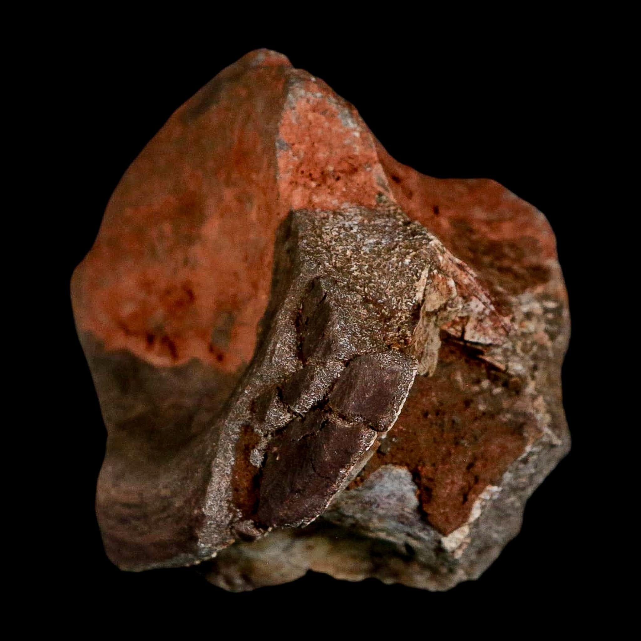 3" Phytosaur Fossil Vertebrae Triassic Age Archosaur Redonda FM NM COA - Fossil Age Minerals