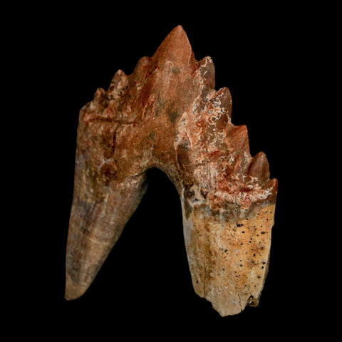 2.5" Basilosaurus Tooth Rooted Prehistoric Whale 34 Mil Yrs Old Late Eocene COA - Fossil Age Minerals