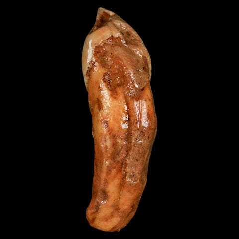 2.1" Extinct Cave Bear Ursus Spelaeus Incisor Tooth Rooted Pleistocene Age COA, Stand - Fossil Age Minerals