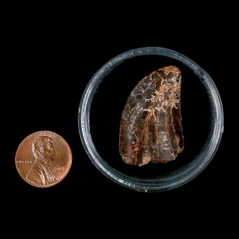 1.3" Carcharodontosaurus Fossil Tooth Cretaceous Dinosaur Morocco COA, Display - Fossil Age Minerals