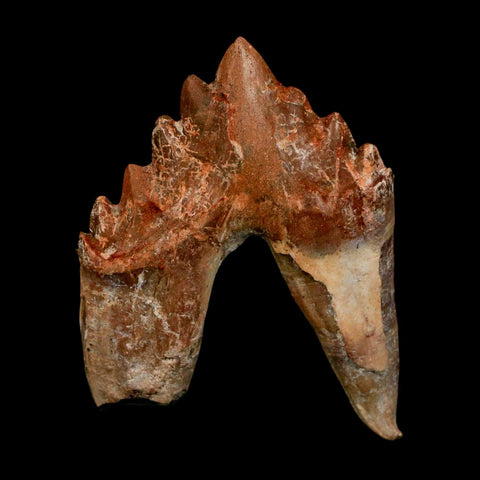 2.5" Basilosaurus Tooth Rooted Prehistoric Whale 34 Mil Yrs Old Late Eocene COA - Fossil Age Minerals