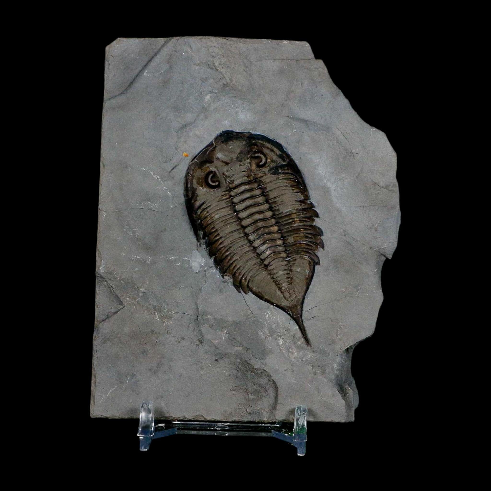 2.3" Dalmanites Limulurus Trilobite Fossil In Matrix Rochester Shale Middleport New York - Fossil Age Minerals