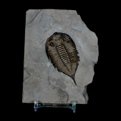 2.3" Dalmanites Limulurus Trilobite Fossil In Matrix Rochester Shale Middleport New York - Fossil Age Minerals