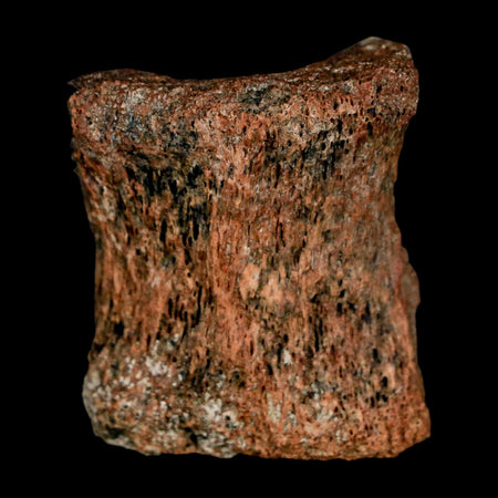 1.3" Centrosaurus Fossil Bone With Marrow Judith River Cretaceous Dinosaur MT COA