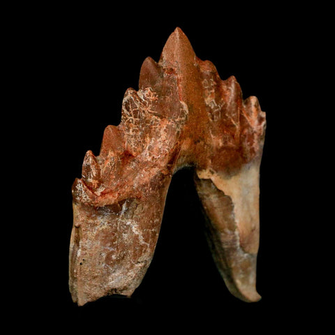 2.5" Basilosaurus Tooth Rooted Prehistoric Whale 34 Mil Yrs Old Late Eocene COA - Fossil Age Minerals