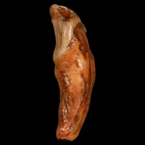 2.1" Extinct Cave Bear Ursus Spelaeus Incisor Tooth Rooted Pleistocene Age COA, Stand - Fossil Age Minerals