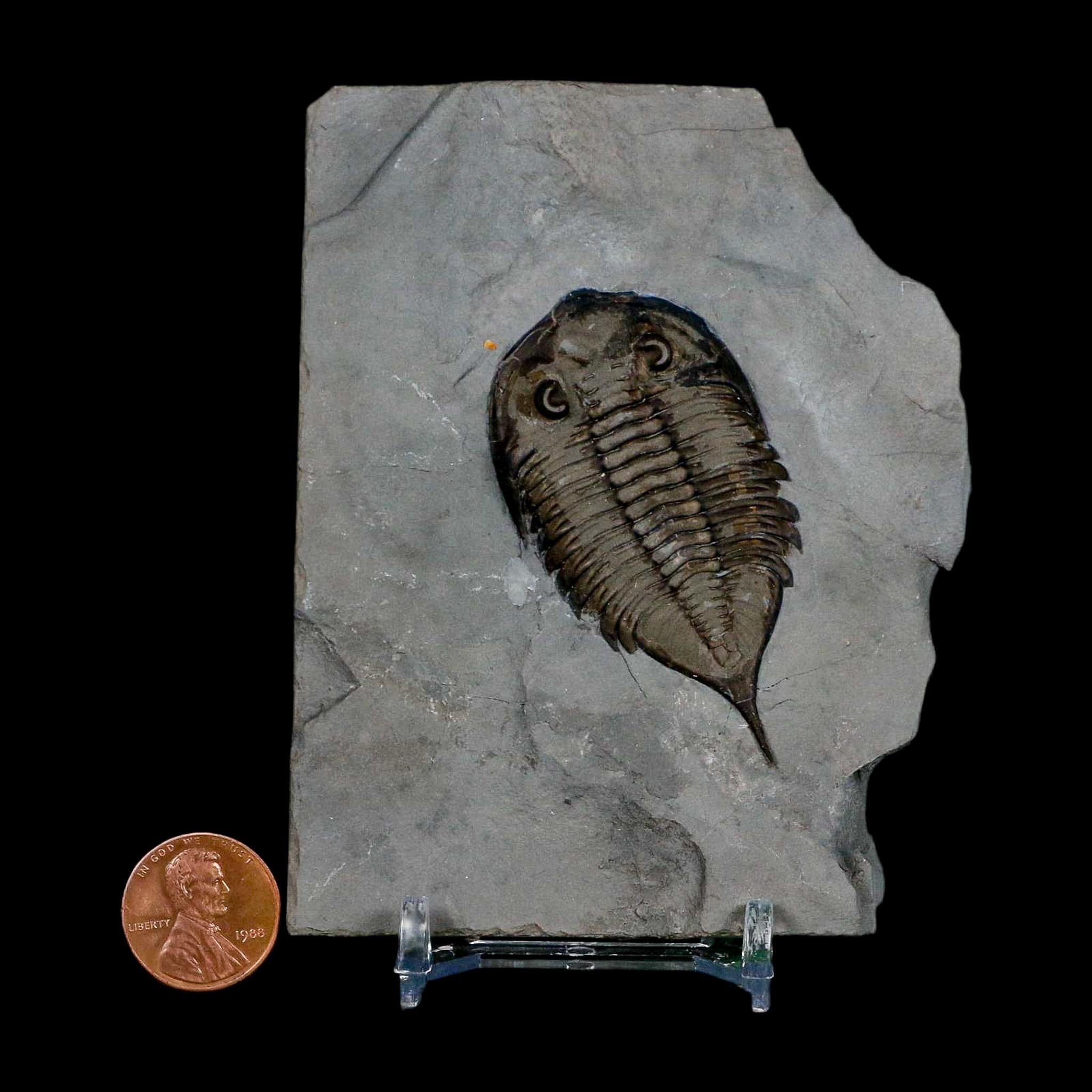 2.3" Dalmanites Limulurus Trilobite Fossil In Matrix Rochester Shale Middleport New York - Fossil Age Minerals