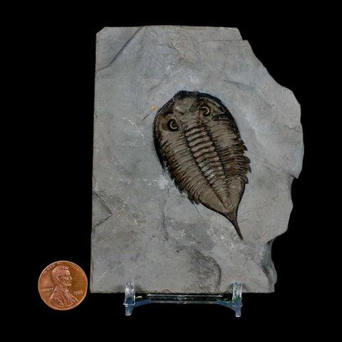 2.3" Dalmanites Limulurus Trilobite Fossil In Matrix Rochester Shale Middleport New York - Fossil Age Minerals