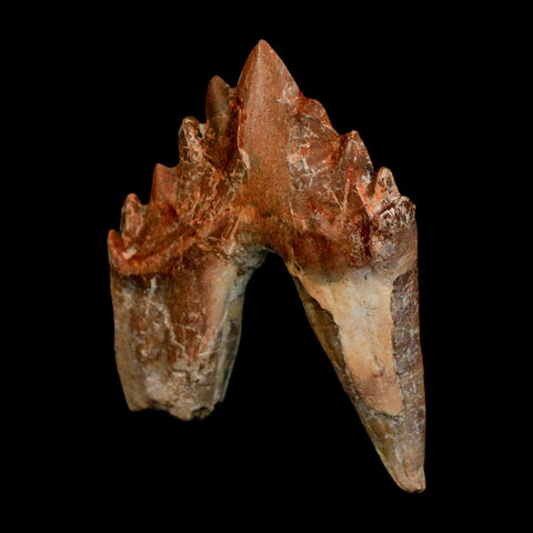 2.5" Basilosaurus Tooth Rooted Prehistoric Whale 34 Mil Yrs Old Late Eocene COA - Fossil Age Minerals