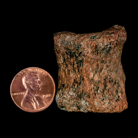 1.3" Centrosaurus Fossil Bone With Marrow Judith River Cretaceous Dinosaur MT COA