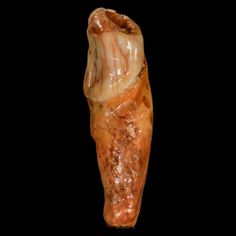 2.1" Extinct Cave Bear Ursus Spelaeus Incisor Tooth Rooted Pleistocene Age COA, Stand - Fossil Age Minerals