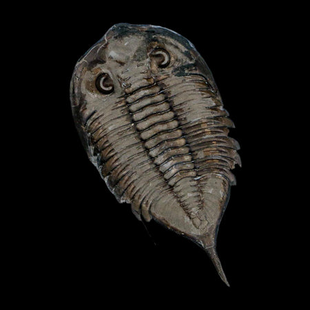 2.3" Dolmanites Limulurus Trilobite Fossil In Matrix Rochester Shale Middleport New York