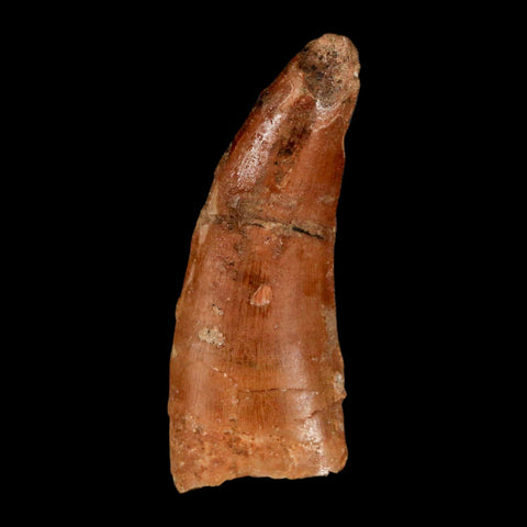 1.5" Carcharodontosaurus Fossil Tooth Cretaceous Dinosaur Morocco COA, Display - Fossil Age Minerals