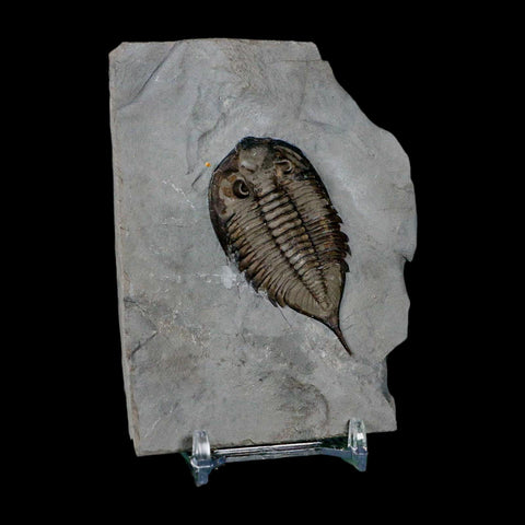2.3" Dalmanites Limulurus Trilobite Fossil In Matrix Rochester Shale Middleport New York - Fossil Age Minerals