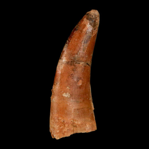 1.5" Carcharodontosaurus Fossil Tooth Cretaceous Dinosaur Morocco COA, Display - Fossil Age Minerals