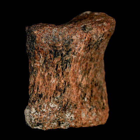 1.3" Centrosaurus Fossil Bone With Marrow Judith River Cretaceous Dinosaur MT COA