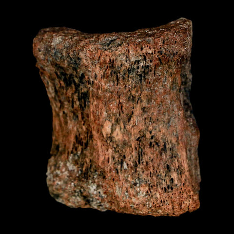 1.3" Centrosaurus Fossil Bone With Marrow Judith River Cretaceous Dinosaur MT COA