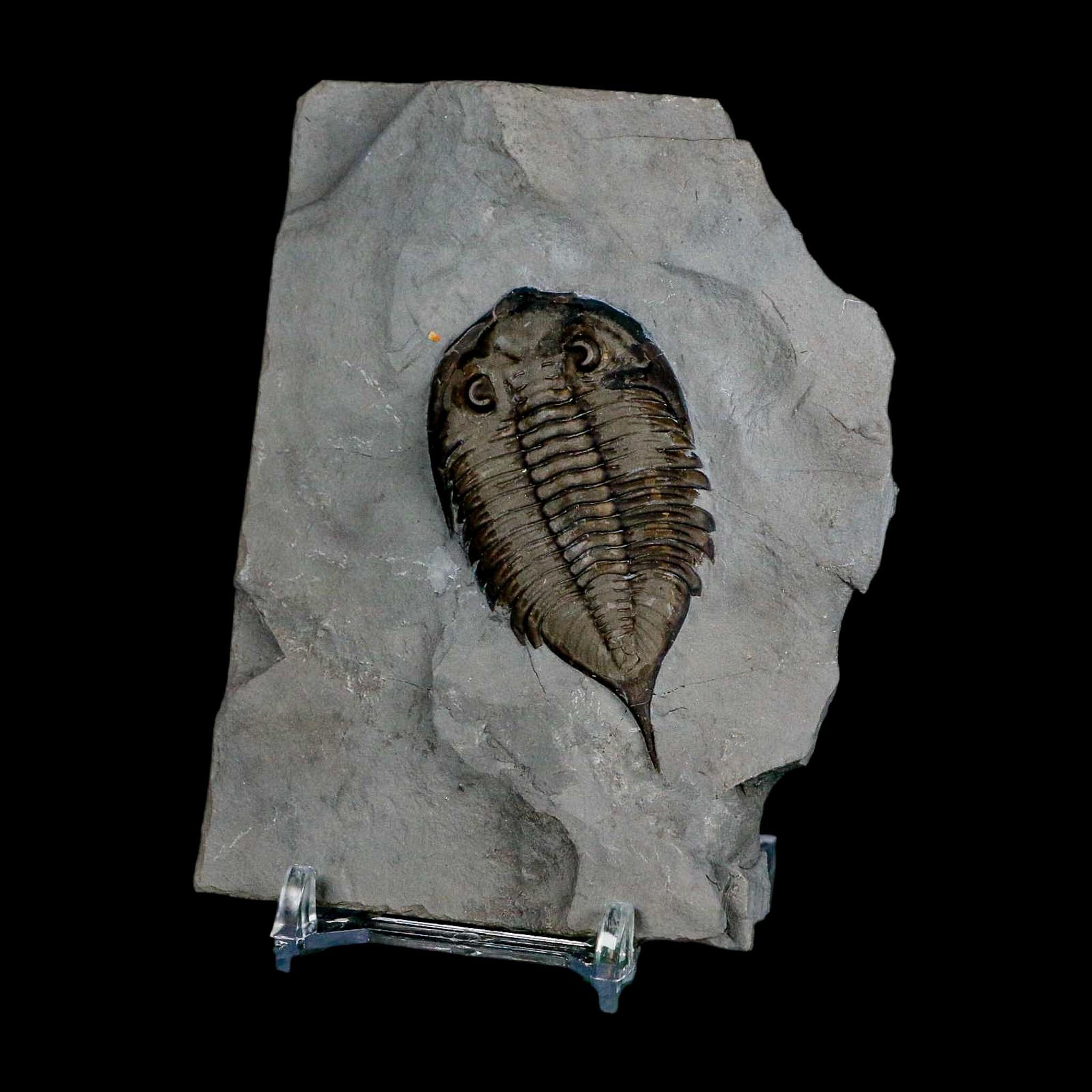 2.3" Dalmanites Limulurus Trilobite Fossil In Matrix Rochester Shale Middleport New York - Fossil Age Minerals