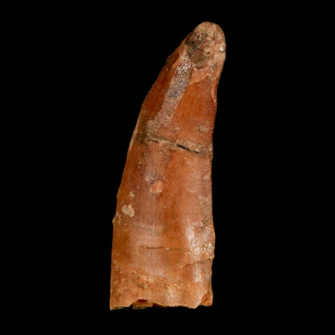1.5" Carcharodontosaurus Fossil Tooth Cretaceous Dinosaur Morocco COA, Display - Fossil Age Minerals