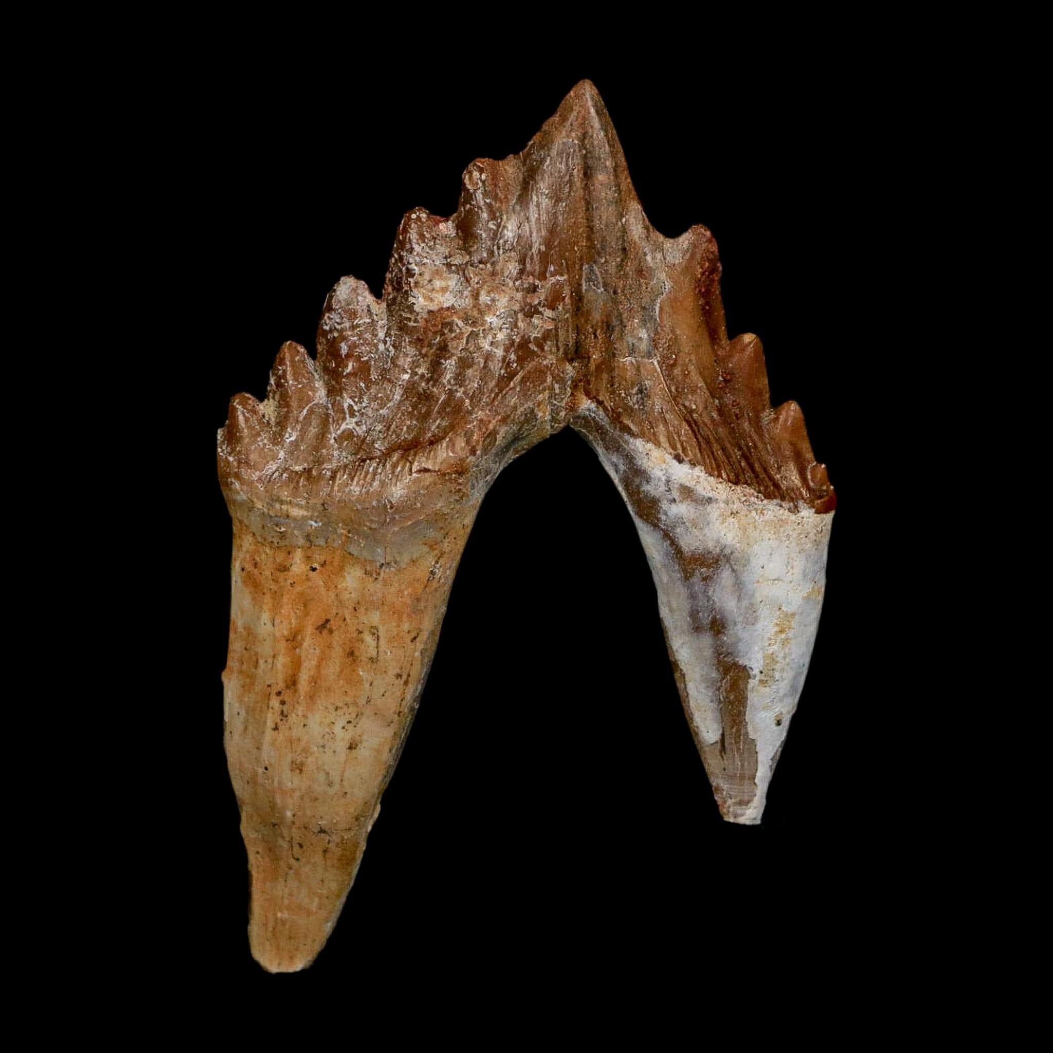 2.7" Basilosaurus Tooth Rooted Prehistoric Whale 34 Mil Yrs Old Late Eocene COA - Fossil Age Minerals