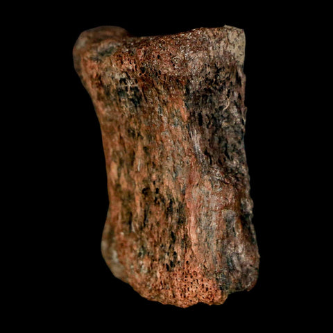 1.3" Centrosaurus Fossil Bone With Marrow Judith River Cretaceous Dinosaur MT COA