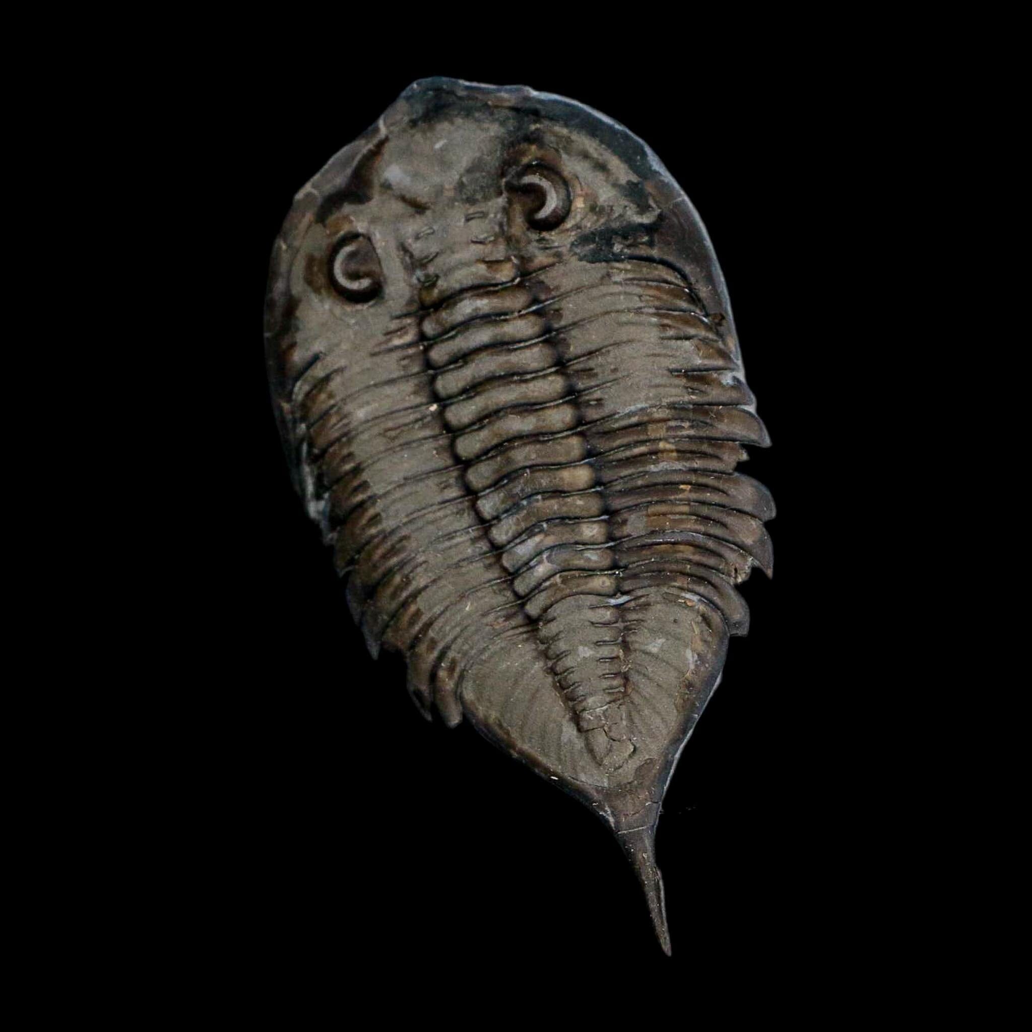 2.3" Dalmanites Limulurus Trilobite Fossil In Matrix Rochester Shale Middleport New York - Fossil Age Minerals