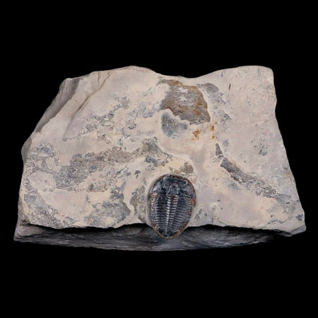 0.9" Elrathia Kingi Trilobite Fossil In Matrix House Range Utah Cambrian Age COA