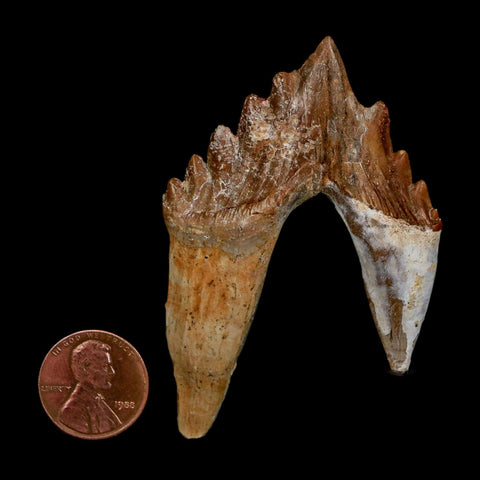 2.7" Basilosaurus Tooth Rooted Prehistoric Whale 34 Mil Yrs Old Late Eocene COA - Fossil Age Minerals