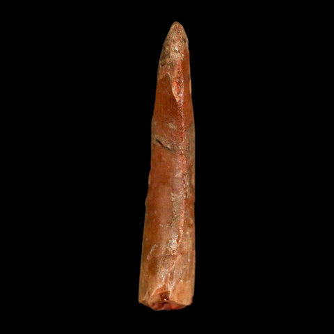 1.5" Carcharodontosaurus Fossil Tooth Cretaceous Dinosaur Morocco COA, Display - Fossil Age Minerals