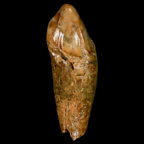 2.2" Extinct Cave Bear Ursus Spelaeus Incisor Tooth Rooted Pleistocene Age COA, Stand - Fossil Age Minerals