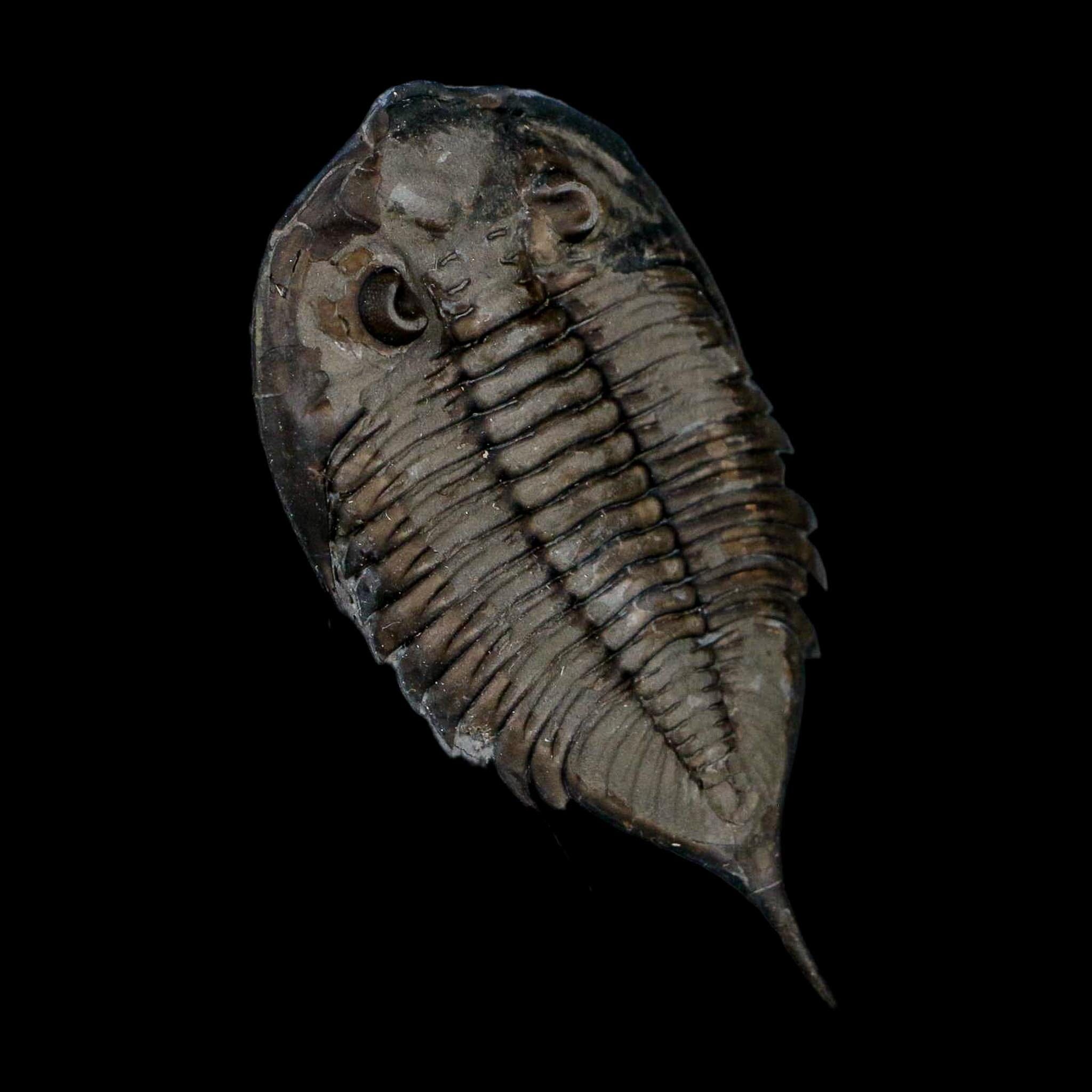 2.3" Dalmanites Limulurus Trilobite Fossil In Matrix Rochester Shale Middleport New York - Fossil Age Minerals