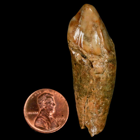 2.2" Extinct Cave Bear Ursus Spelaeus Incisor Tooth Rooted Pleistocene Age COA, Stand - Fossil Age Minerals