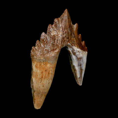 2.7" Basilosaurus Tooth Rooted Prehistoric Whale 34 Mil Yrs Old Late Eocene COA - Fossil Age Minerals