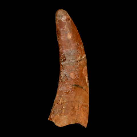 1.5" Carcharodontosaurus Fossil Tooth Cretaceous Dinosaur Morocco COA, Display - Fossil Age Minerals