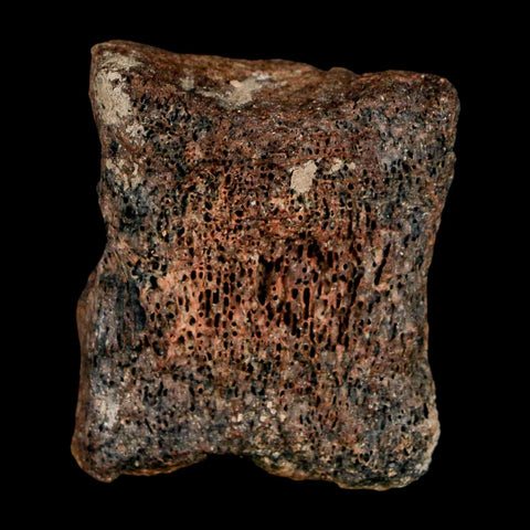 1.3" Centrosaurus Fossil Bone With Marrow Judith River Cretaceous Dinosaur MT COA