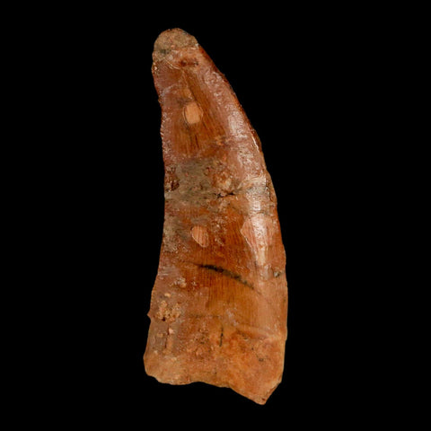 1.5" Carcharodontosaurus Fossil Tooth Cretaceous Dinosaur Morocco COA, Display - Fossil Age Minerals