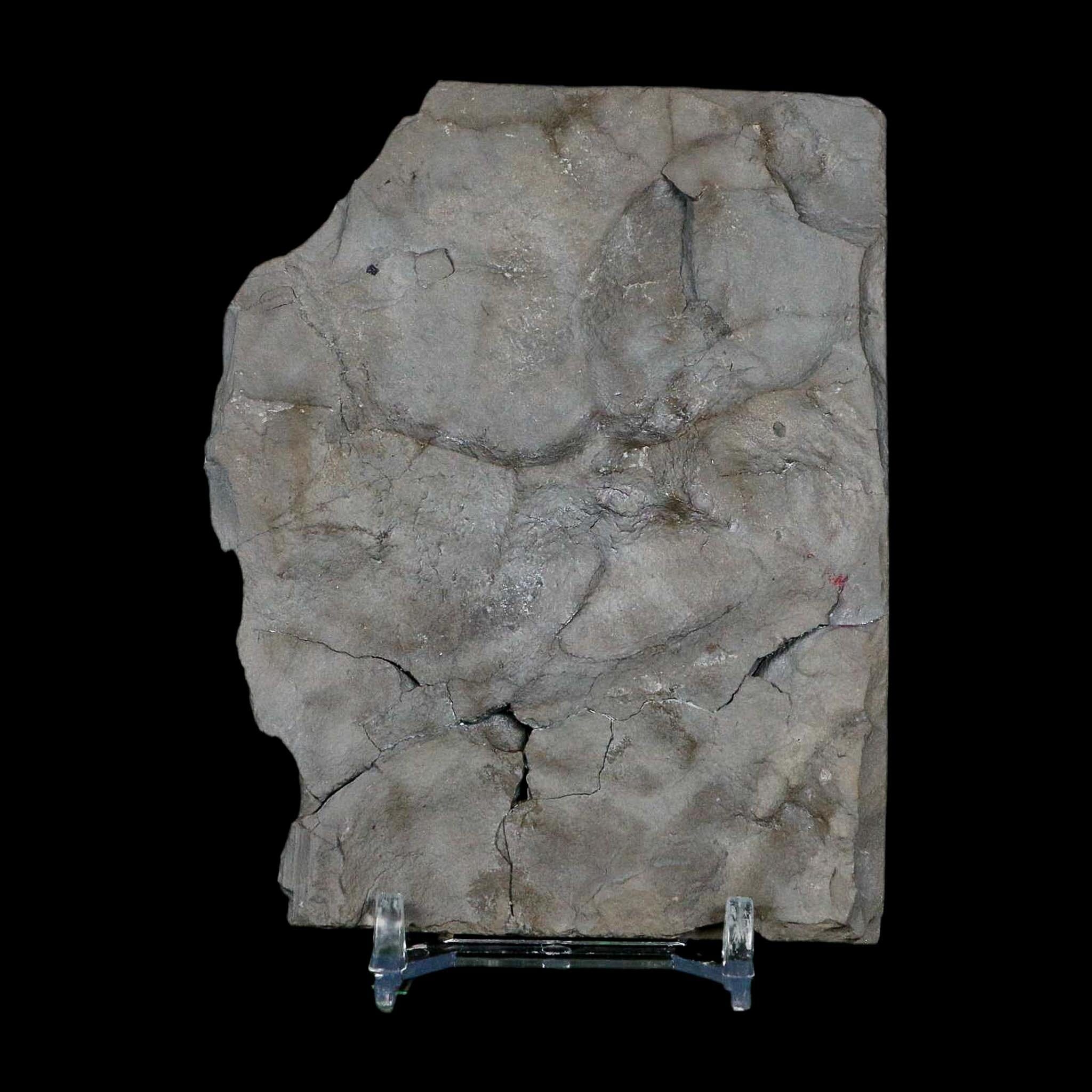 2.3" Dalmanites Limulurus Trilobite Fossil In Matrix Rochester Shale Middleport New York - Fossil Age Minerals