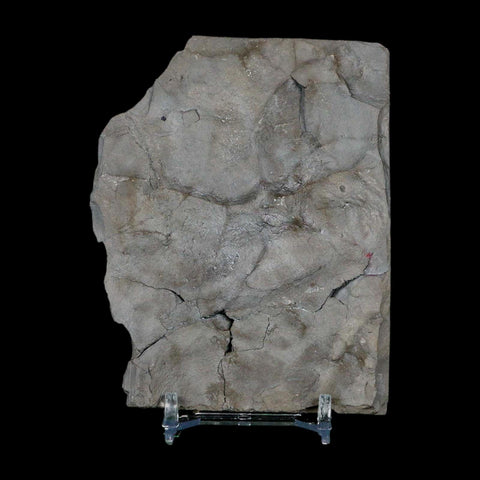 2.3" Dalmanites Limulurus Trilobite Fossil In Matrix Rochester Shale Middleport New York - Fossil Age Minerals